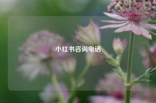 小红书咨询电话