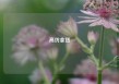 高仿拿货