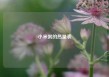 小米粥的热量表