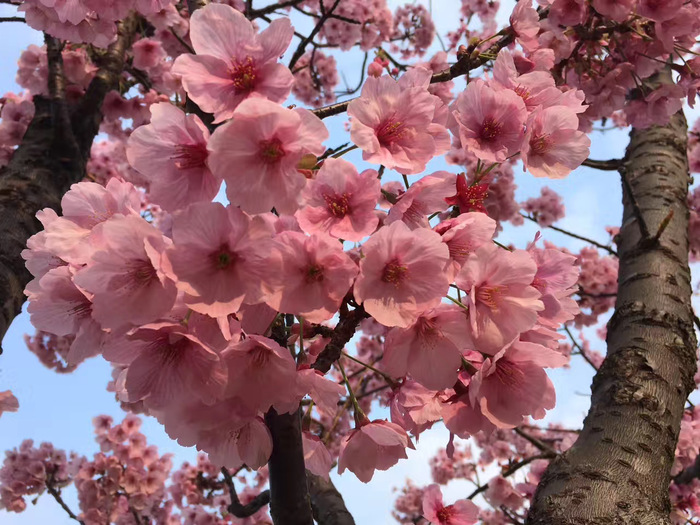 花开之处，便是故地  第15张