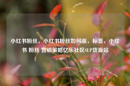 小红书粉丝，小红书粉丝如何涨，标签，小红书 粉丝 营销策略亿乐社区SUP货源站  第1张